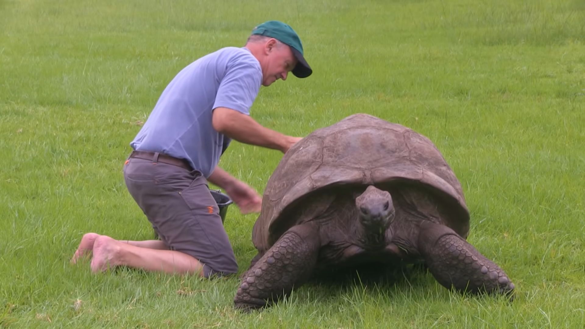 【環球薈報】聖赫勒拿島190歲烏龜成為全球最長壽陸上動物