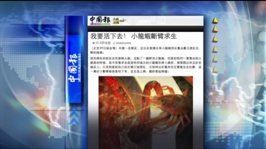 【環球薈報】小龍蝦斷臂逃離火鍋獲收養