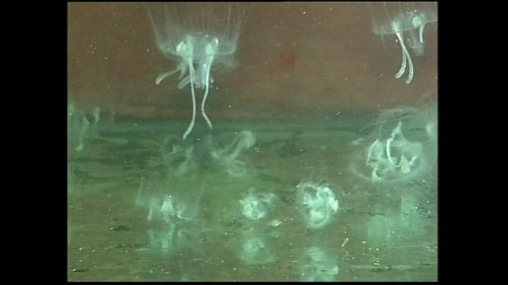 【環球薈報】水母暴增破壞海洋生態