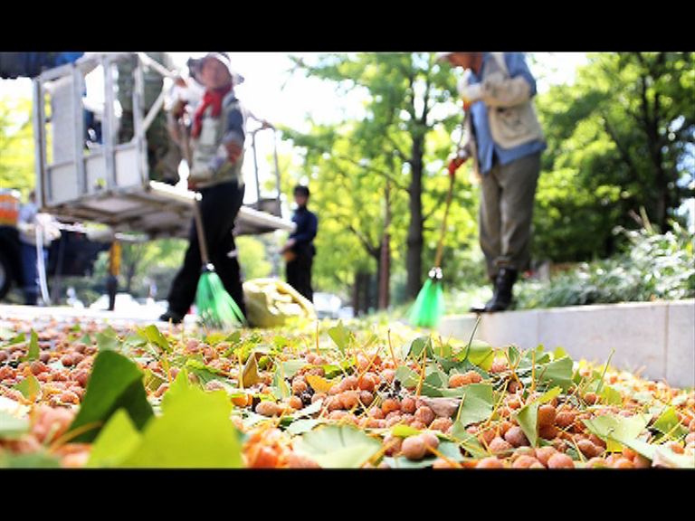 【環球薈報】首爾街頭銀杏樹散發惡臭