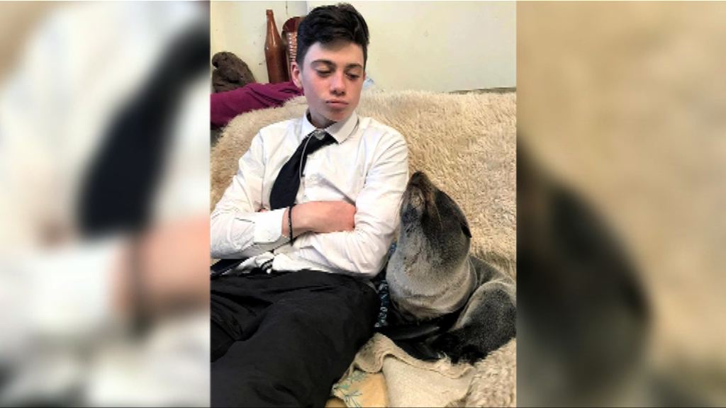 【環球薈報】男子拯救小海豹或面臨巨額罰款