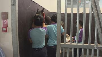 全運會馬術比賽深圳舉行　香港賽馬會提供技術支援