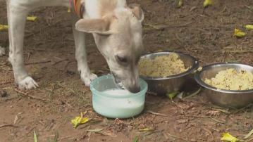 印度新德里每日二千宗狗咬人　法院下令政府八星期內捉流浪狗