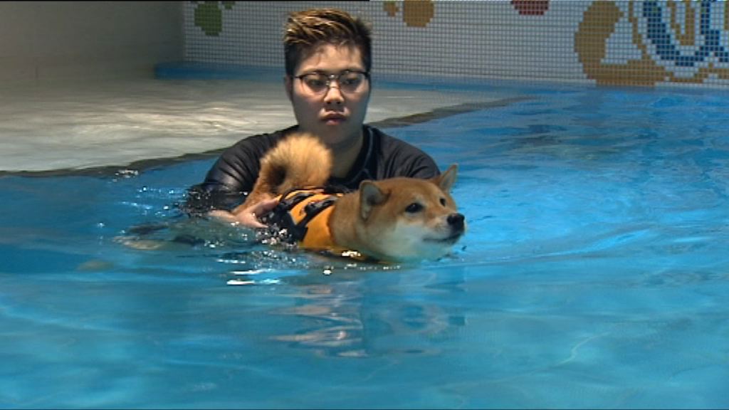 【PetPet商機】狗狗冧爆的日常