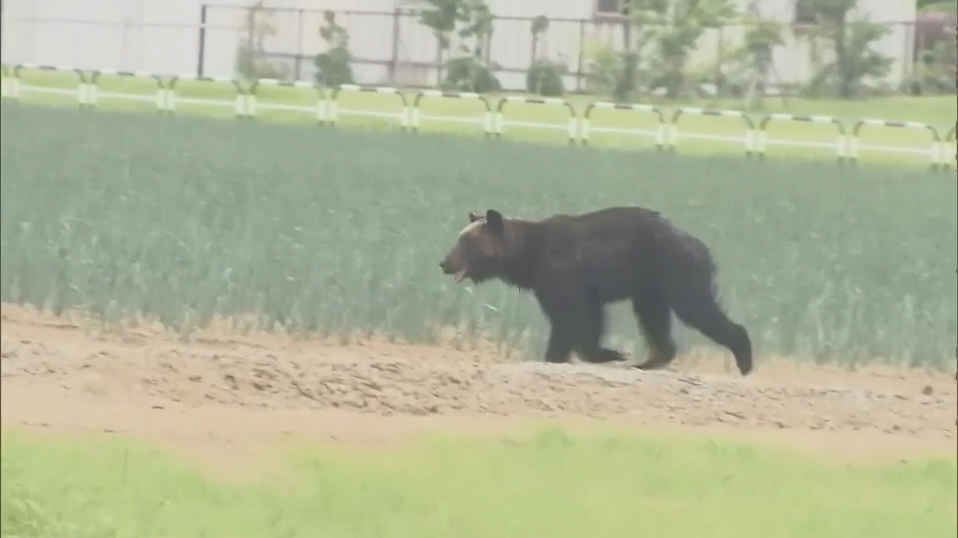 北海道札幌市區熊出沒　四人遇襲受傷