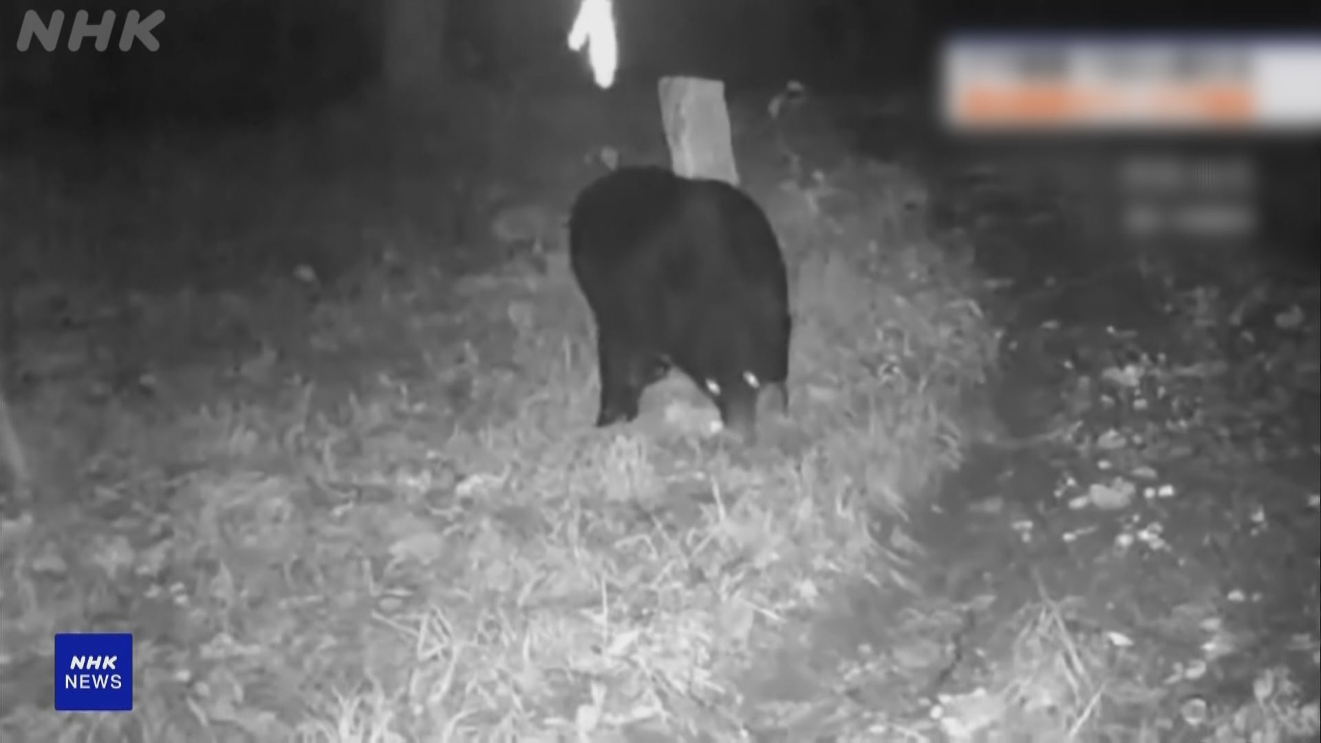 日本秋田縣有五人遭熊襲擊受傷