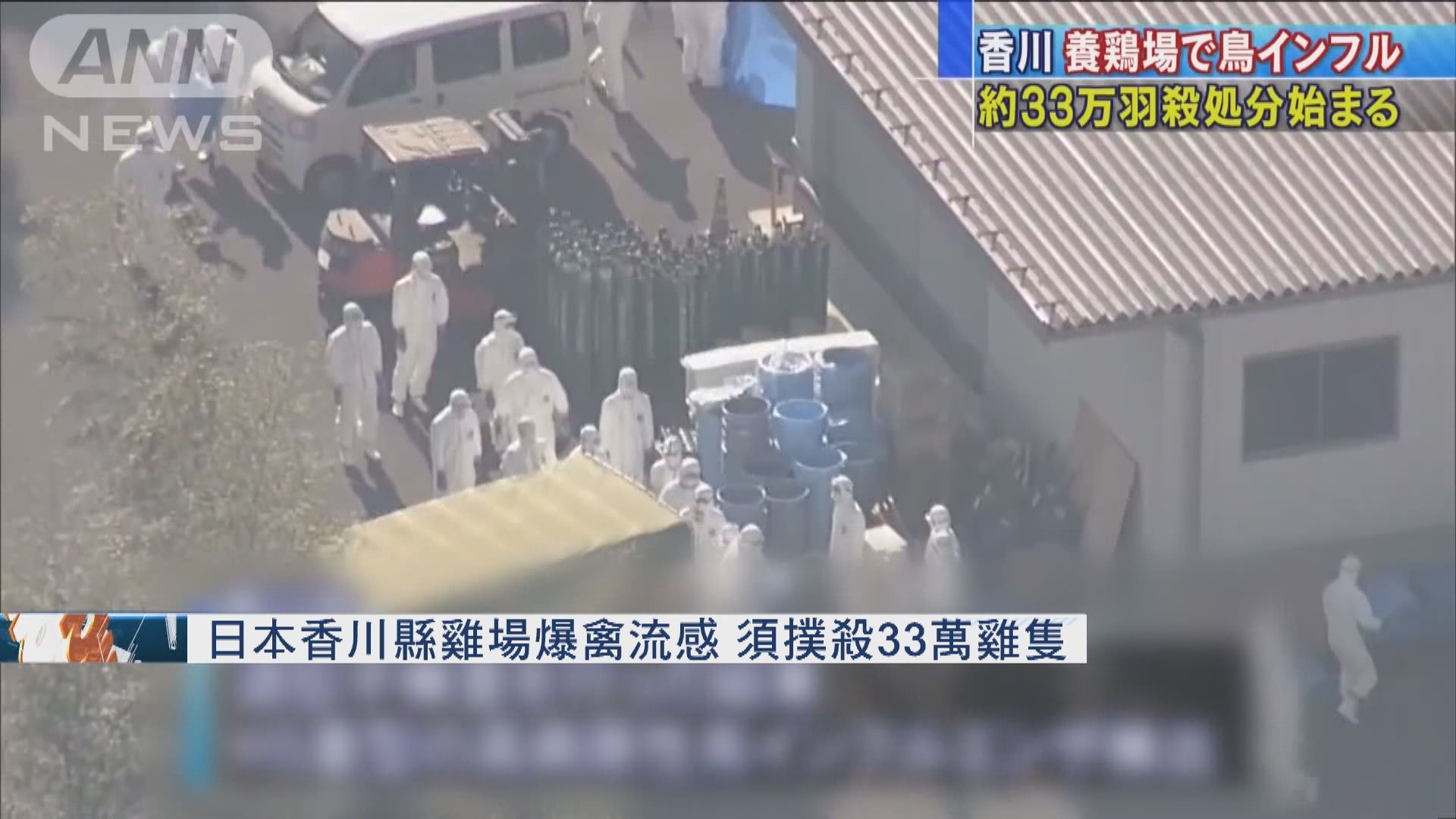 日本香川縣雞場爆禽流感　須撲殺33萬雞隻