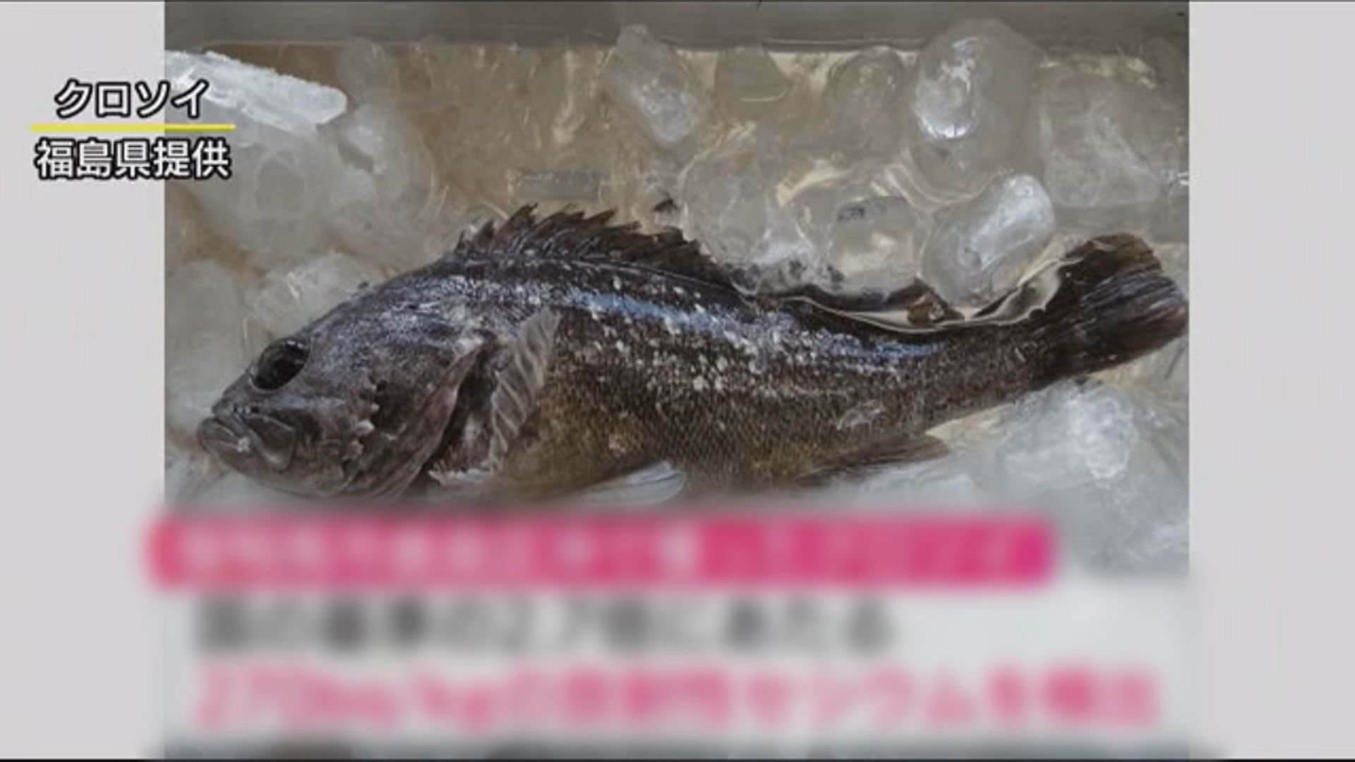 福島黑鮋放射性銫超標被禁售