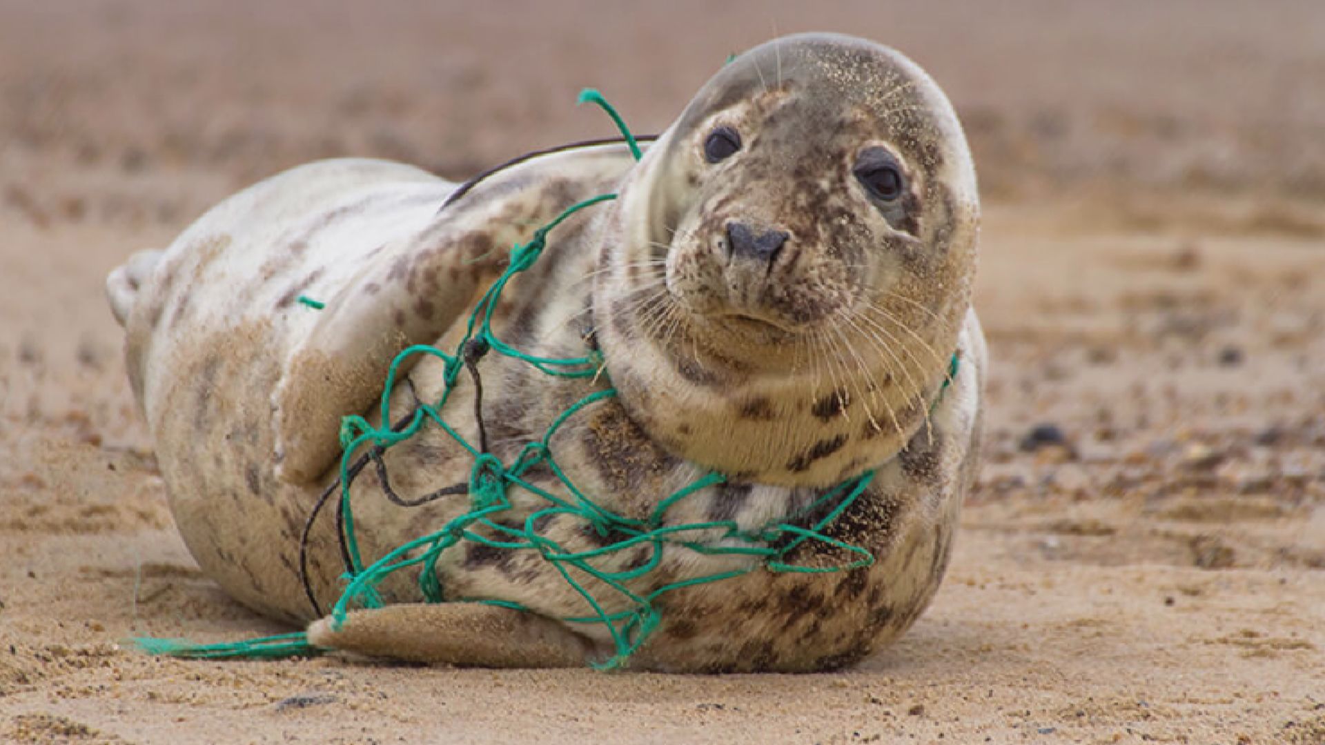 日本有團體回收廢棄漁網造成再生塑膠物料