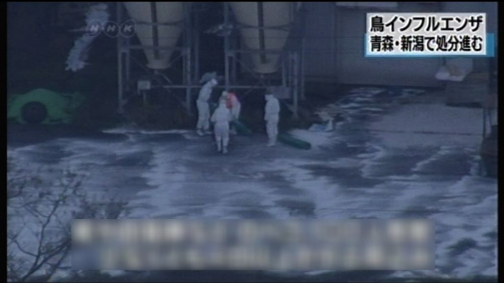 日本兩縣爆禽流感宰逾30萬家禽