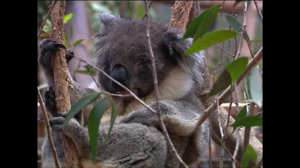 海洋公園一隻樹熊安樂死
