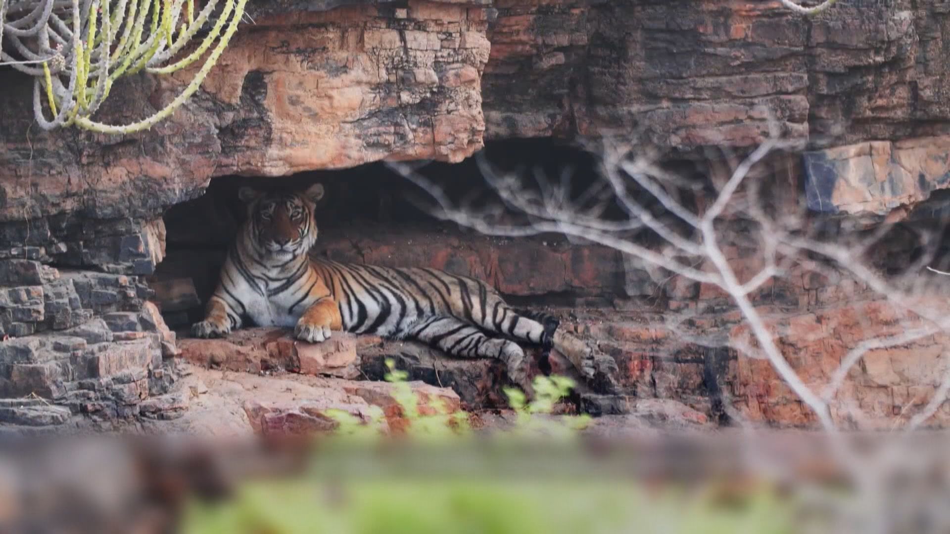 大馬森林改種榴槤　威脅老虎棲息地