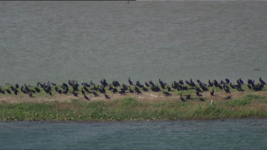 落馬洲濕地生態功能增　港鐵：發展保育可並存