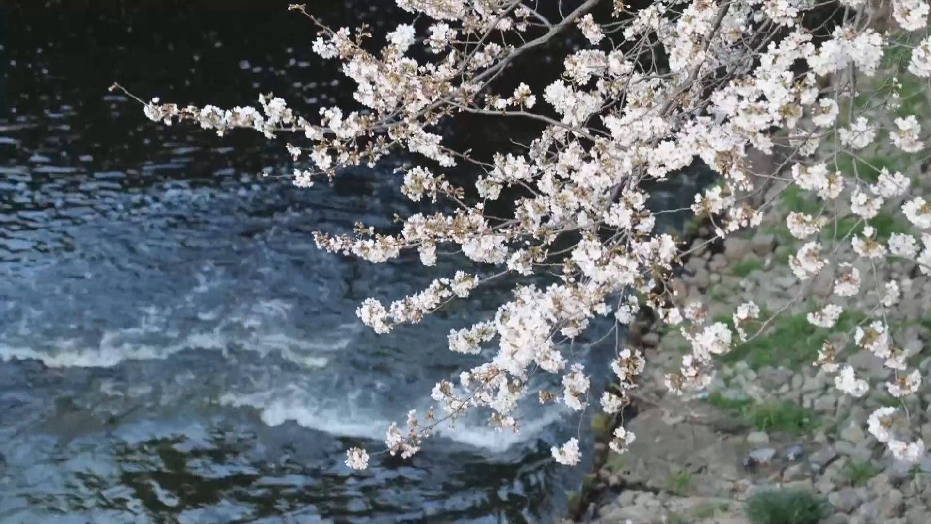 櫻花共賞｜日本東京櫻花盛開吸引大批遊人觀賞