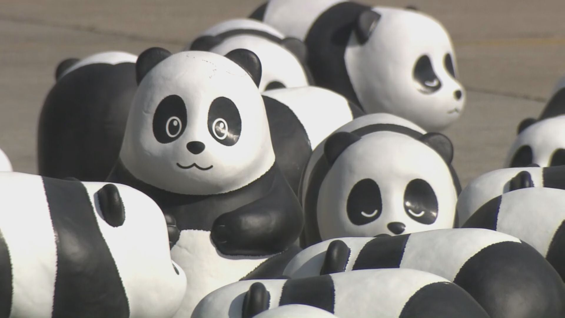 【率先睇】「PANDA GO香港遊」2500隻熊貓雕塑大曬冷