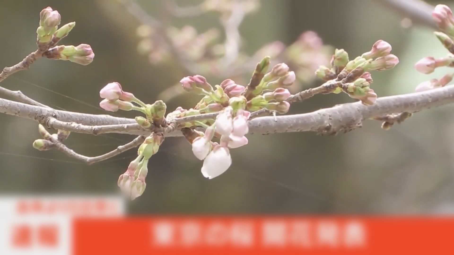 2025日本櫻花｜東京大阪福岡開花時間表　港人赴日賞櫻旅遊攻略一文睇晒