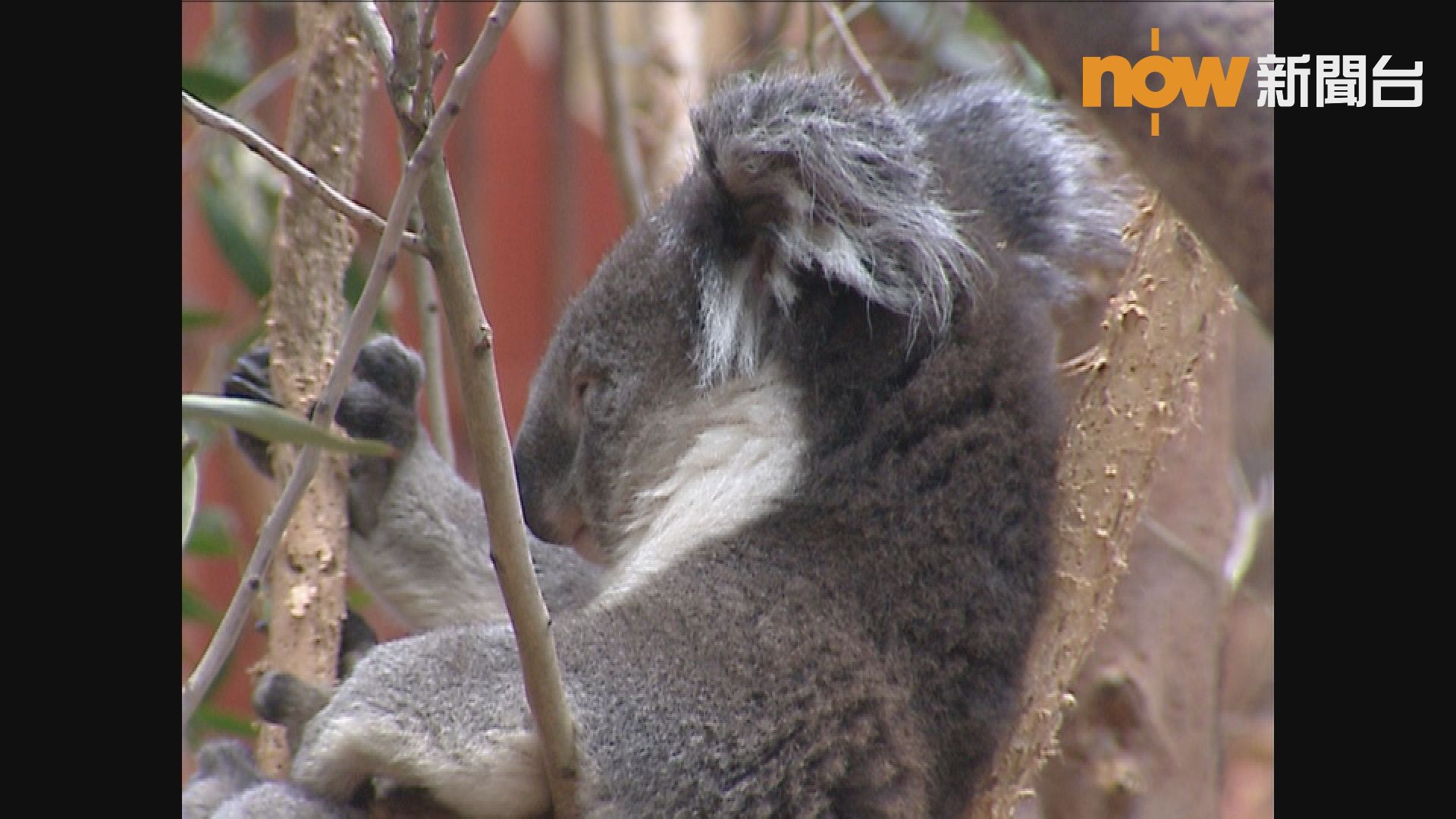 海洋公園樹熊熙熙因病需接受安樂死