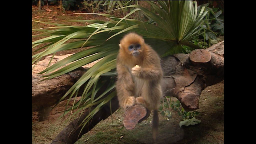 海洋公園川金絲猴死亡