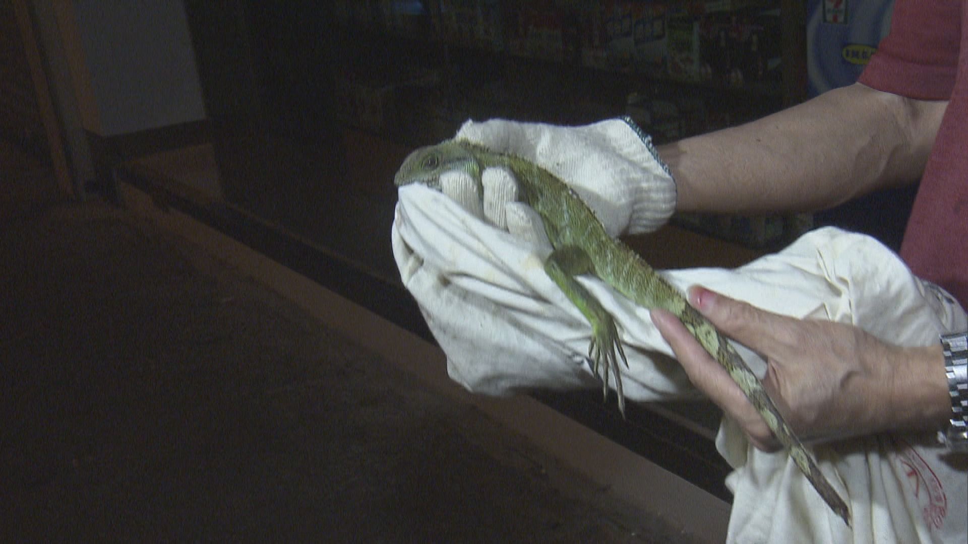 新蒲崗大廈梯間發現受傷蜥蜴