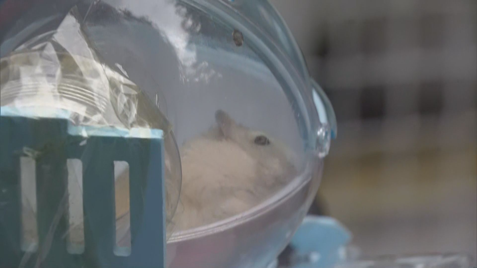 有市民到漁護署新界南動物管理中心交出倉鼠