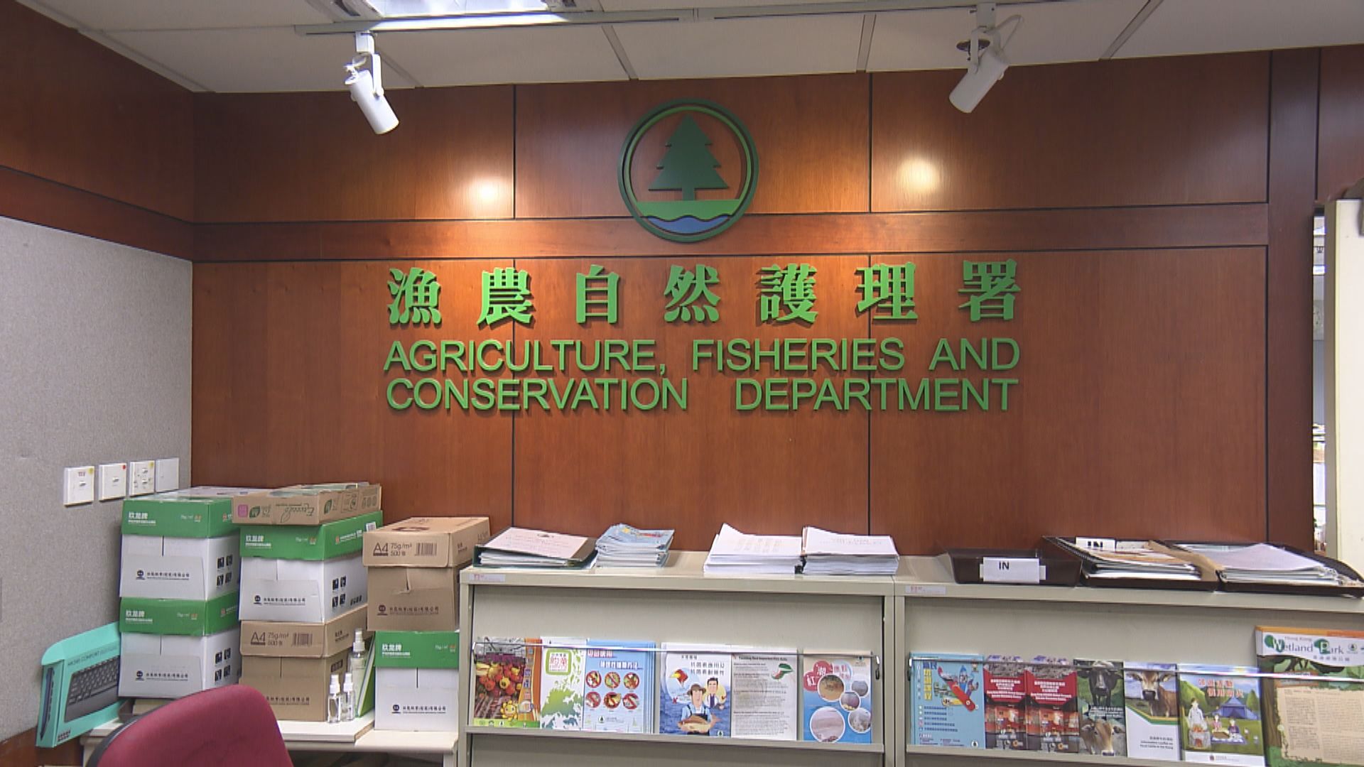 漁護署於旭龢道捕獲五隻野豬　全部已人道毀滅