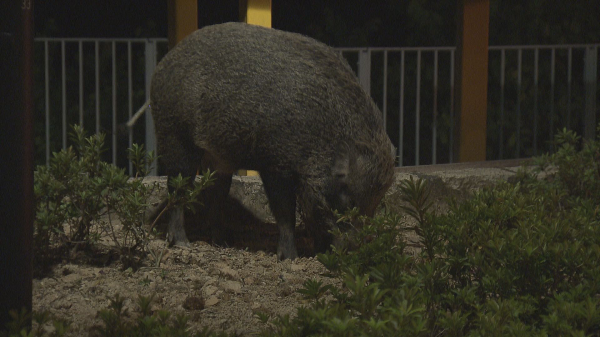 漁護署稱周日在市區捕捉兩隻野豬並人道毀滅