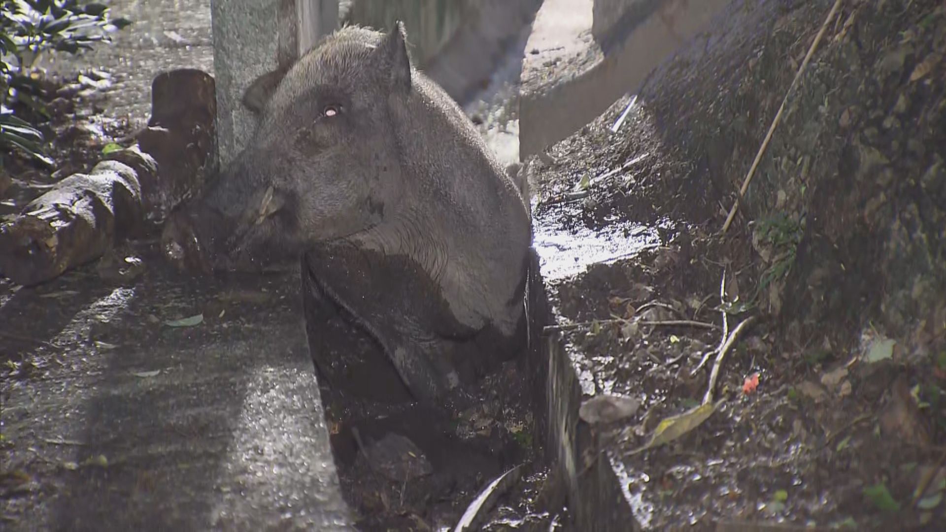 堅尼地城有受傷野豬被困水渠獲救