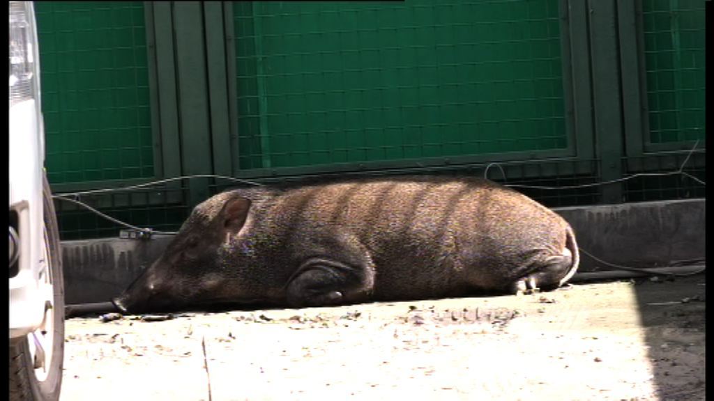 野豬闖入西灣河一屋苑撞傷兩人