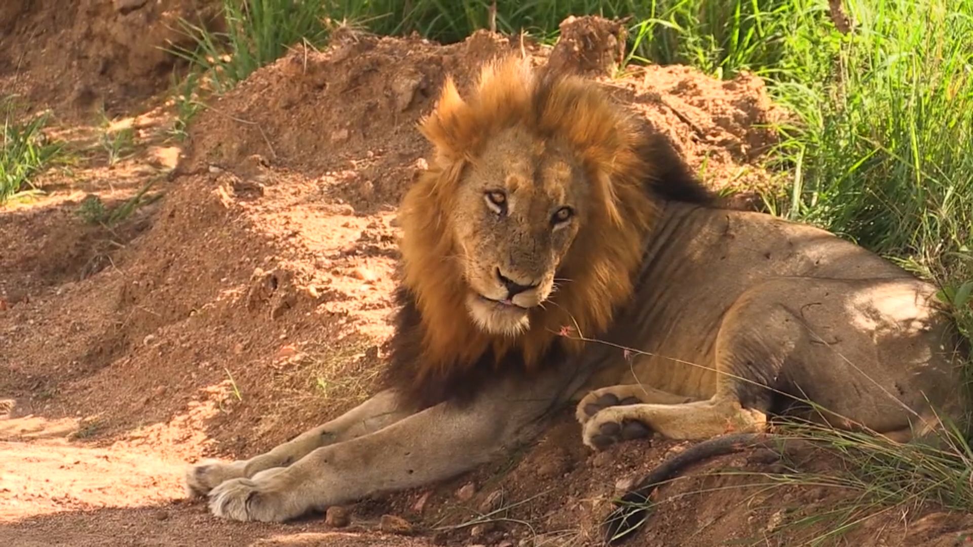 南非將禁止圈養獅子作商業用途
