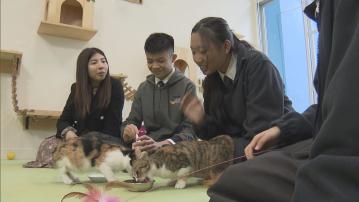 有學校養三隻小貓助學生理解生命教育