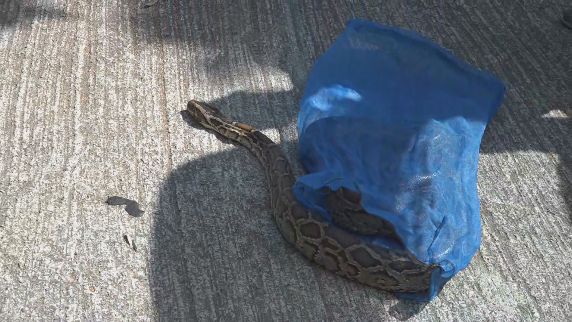 馬料水一間院舍發現大蟒蛇