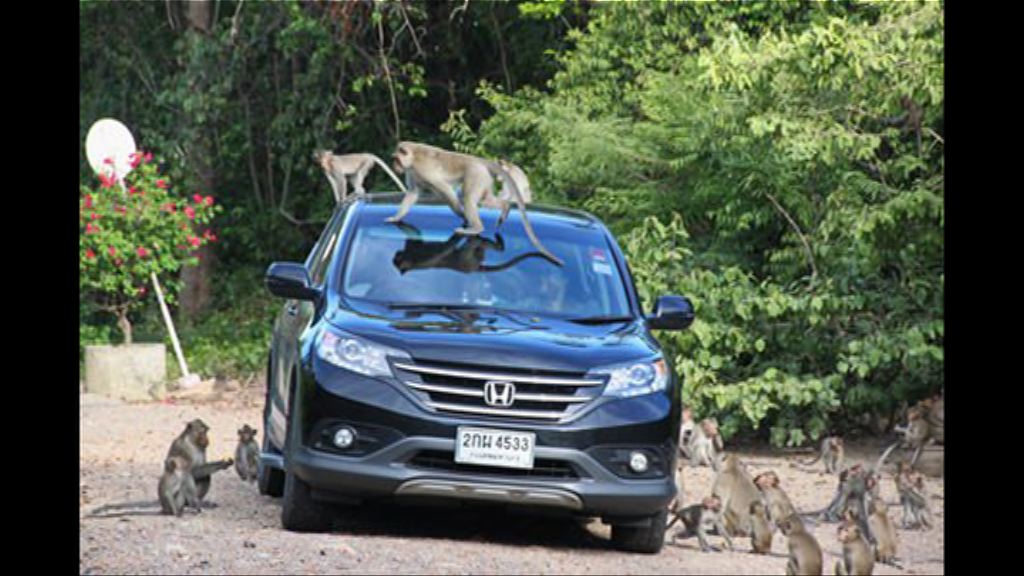 泰國海軍以絕育手術對付獼猴