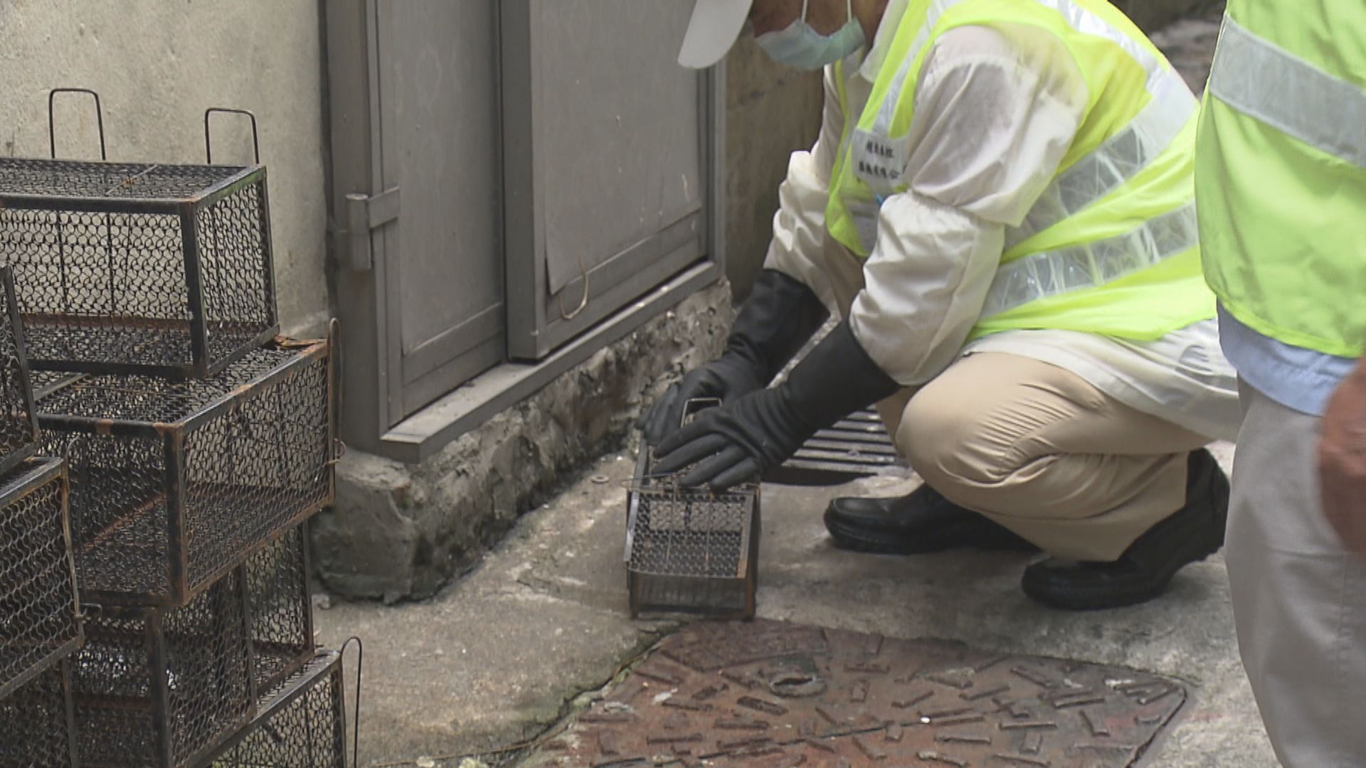 食環署：首七個月捕鼠數目較去年多逾兩成