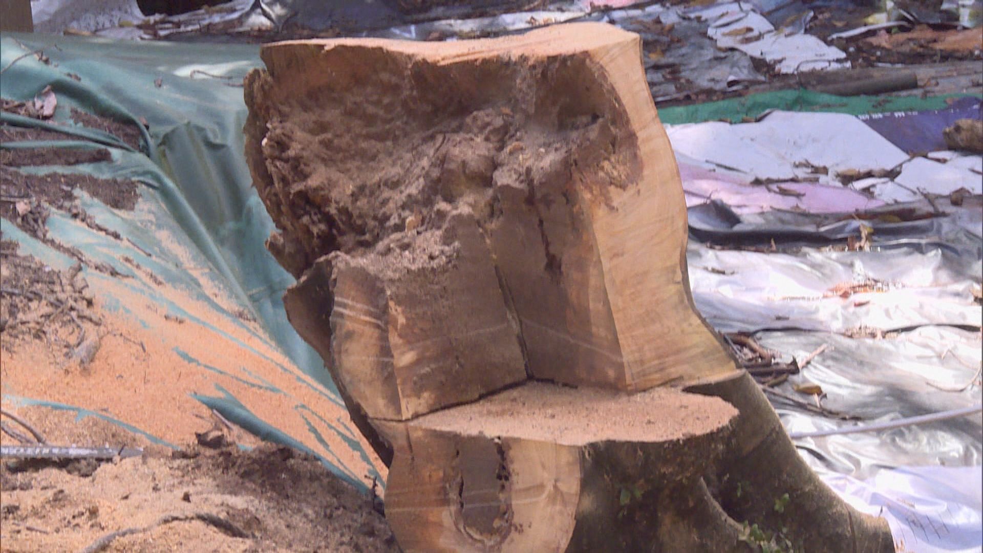 梨木樹有寮屋被大樹壓著近一周無人清 村民斥政府漠視人命安全