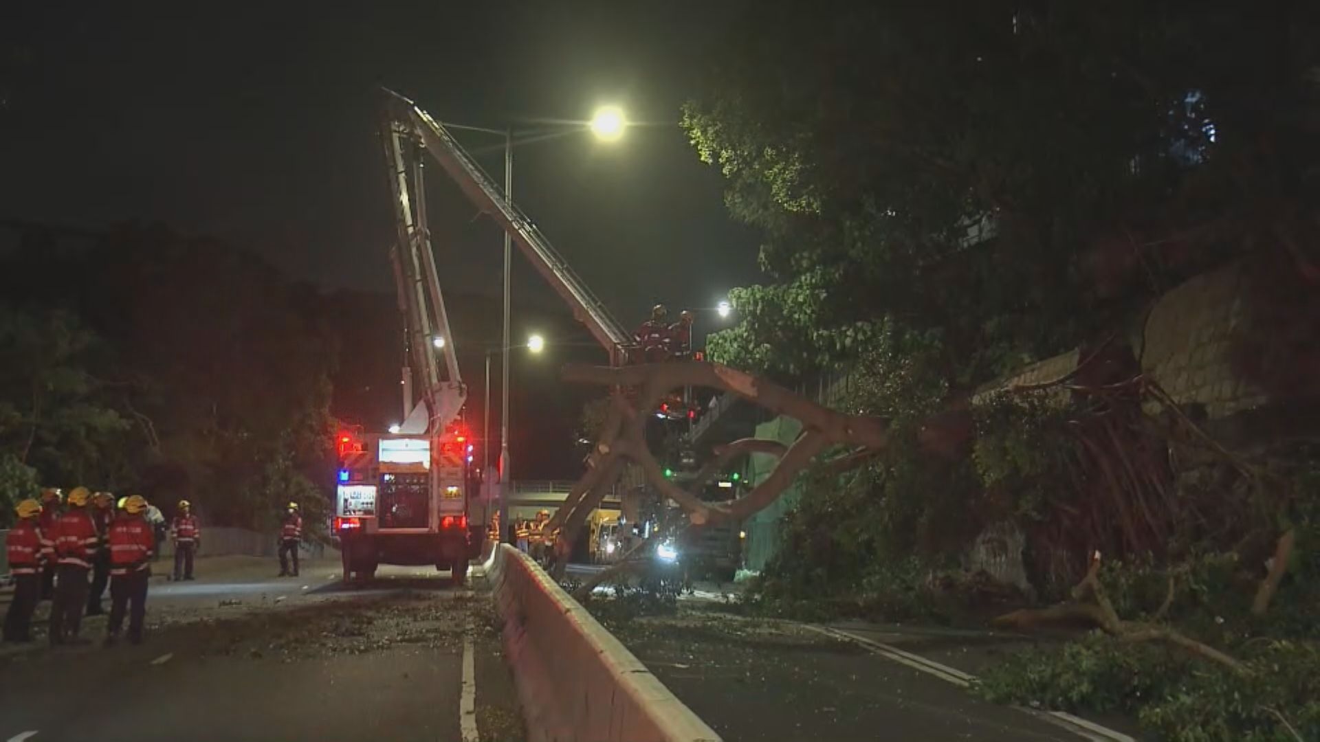 香港仔薄扶林道塌樹　交通受阻無人傷