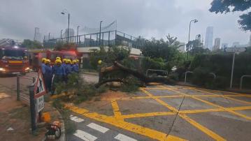 油麻地衛理道大樹倒塌擊中私家車