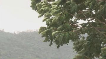 打風｜天文台會在中午12時至下午2時　改發三號強風信號