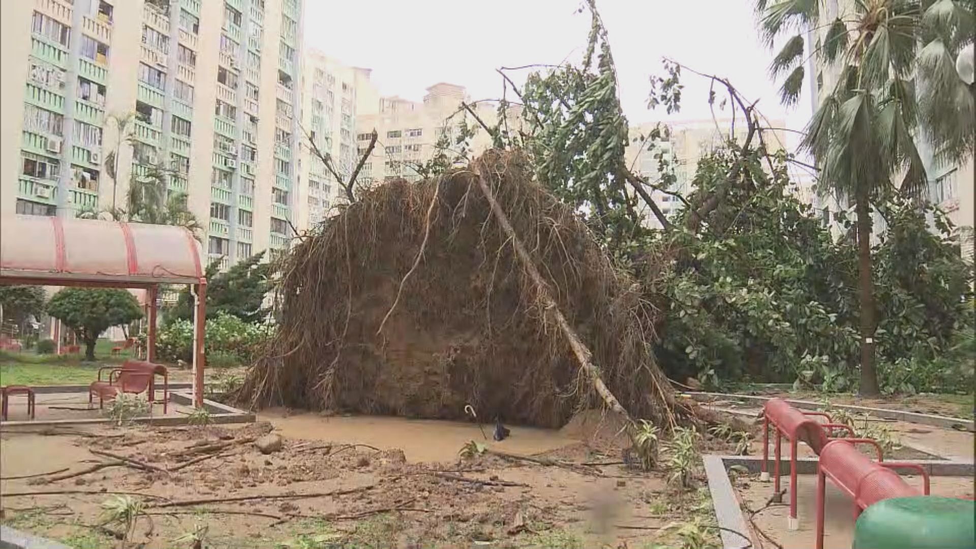 樺加沙襲港｜強風下多區逾400宗塌樹　躉船撞向岸邊欄杆石壆
