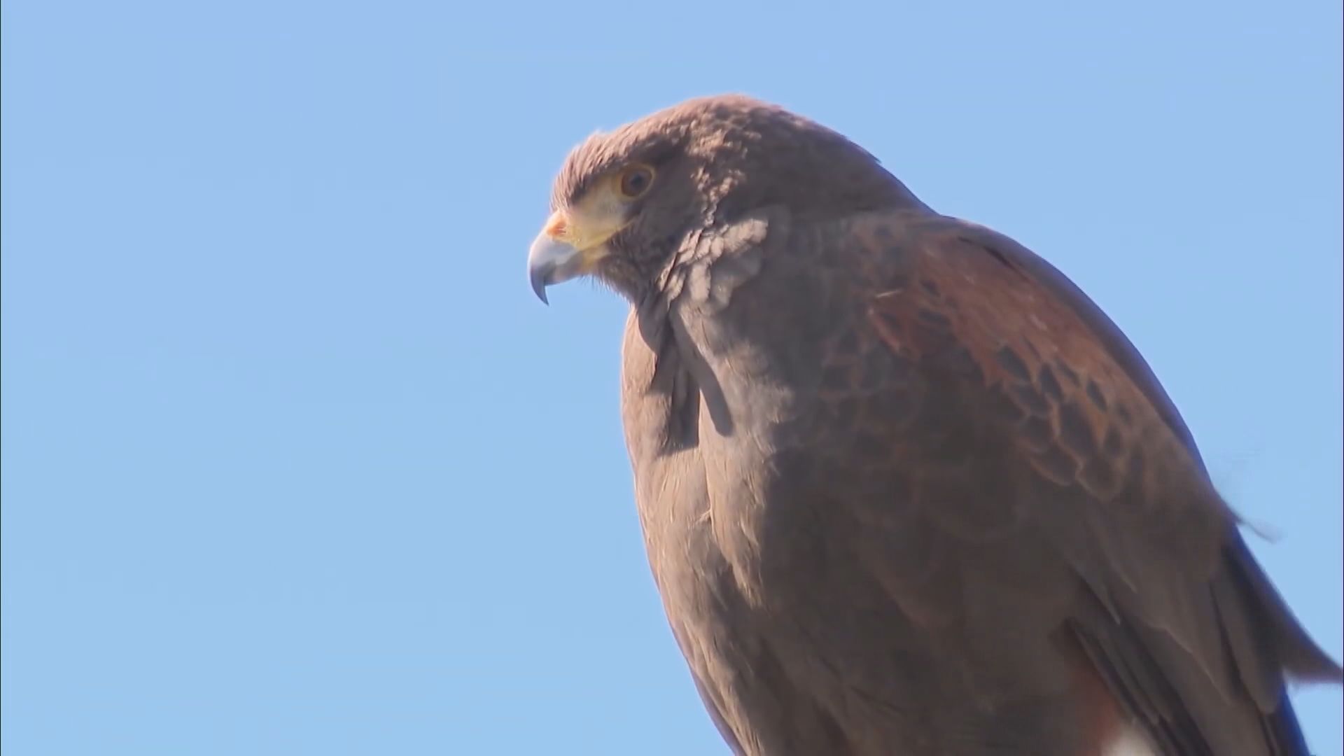 惡鷹出沒｜哈里斯鷹英國村落頻頻襲擊村民　肆虐數周終被「收服」