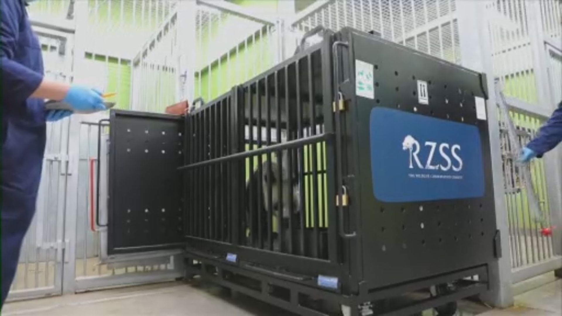 旅英大熊貓陽光及甜甜啟程返回成都