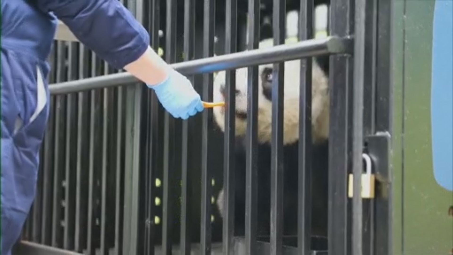 旅英大熊貓陽光及甜甜返抵成都