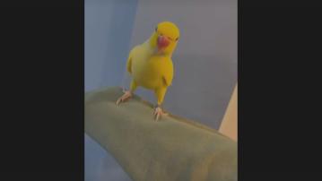 英國警方靠鸚鵡學講話片段　搗破販毒集團