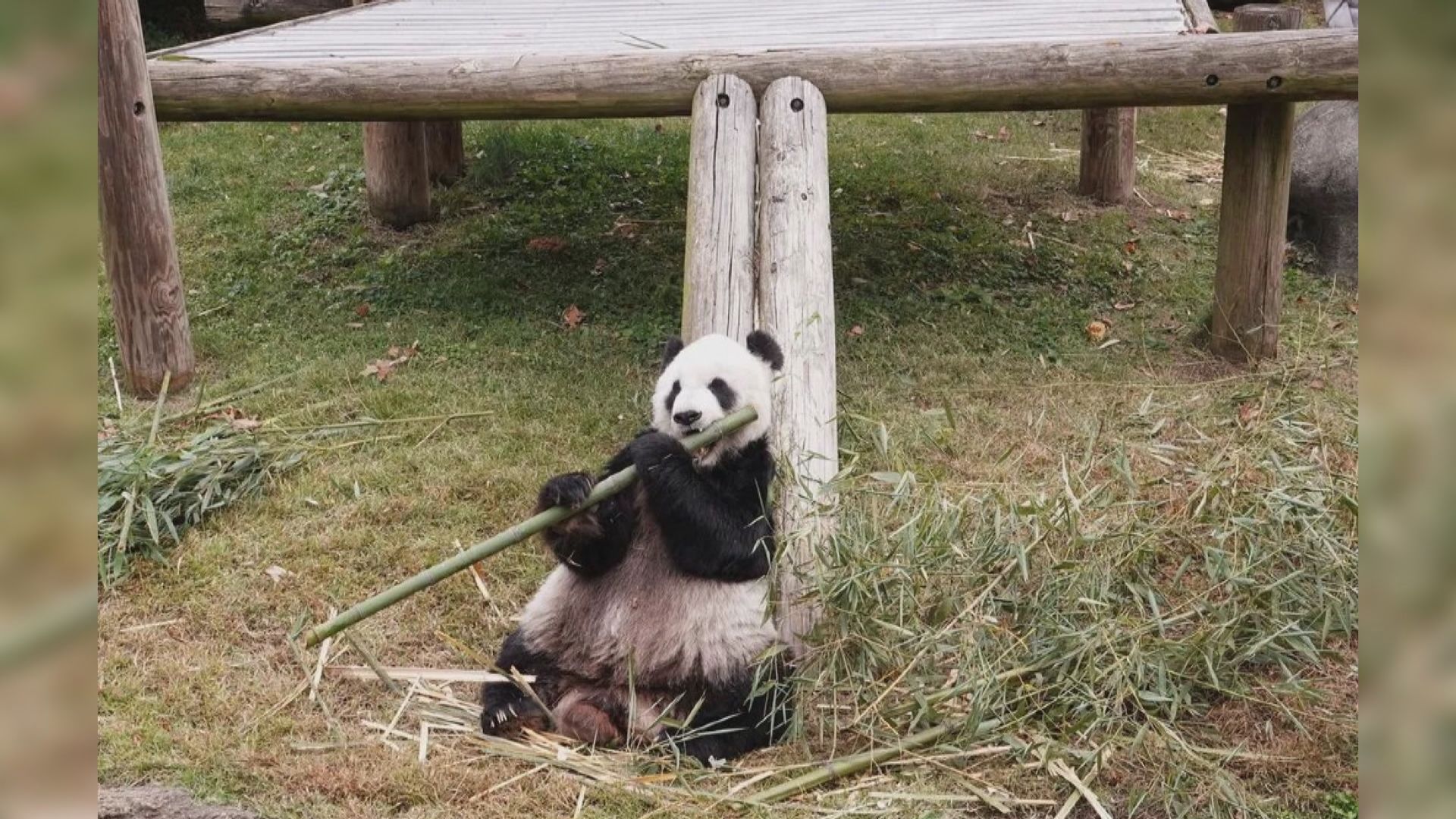 大熊貓樂樂死因初步確定為心臟病變