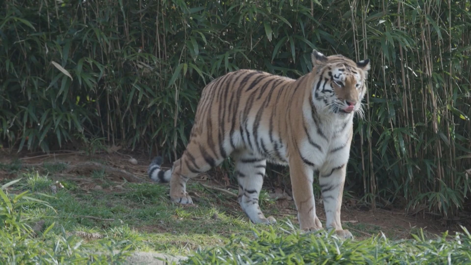 美國國家動物園九隻獅子老虎感染新冠病毒