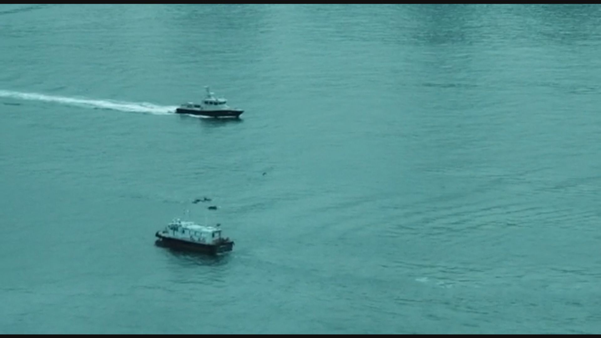 十多條海豚在維港海面出沒