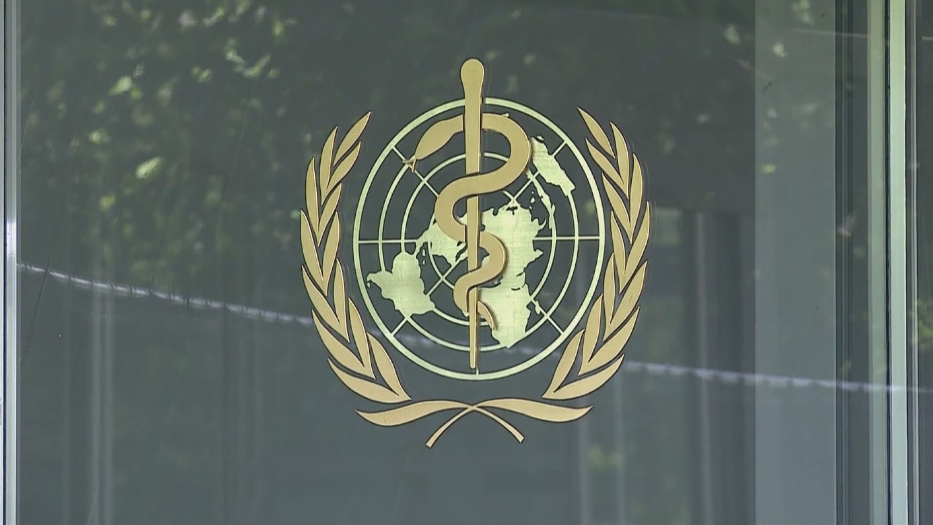世衛指波蘭出現多宗貓感染禽流感後死亡個案