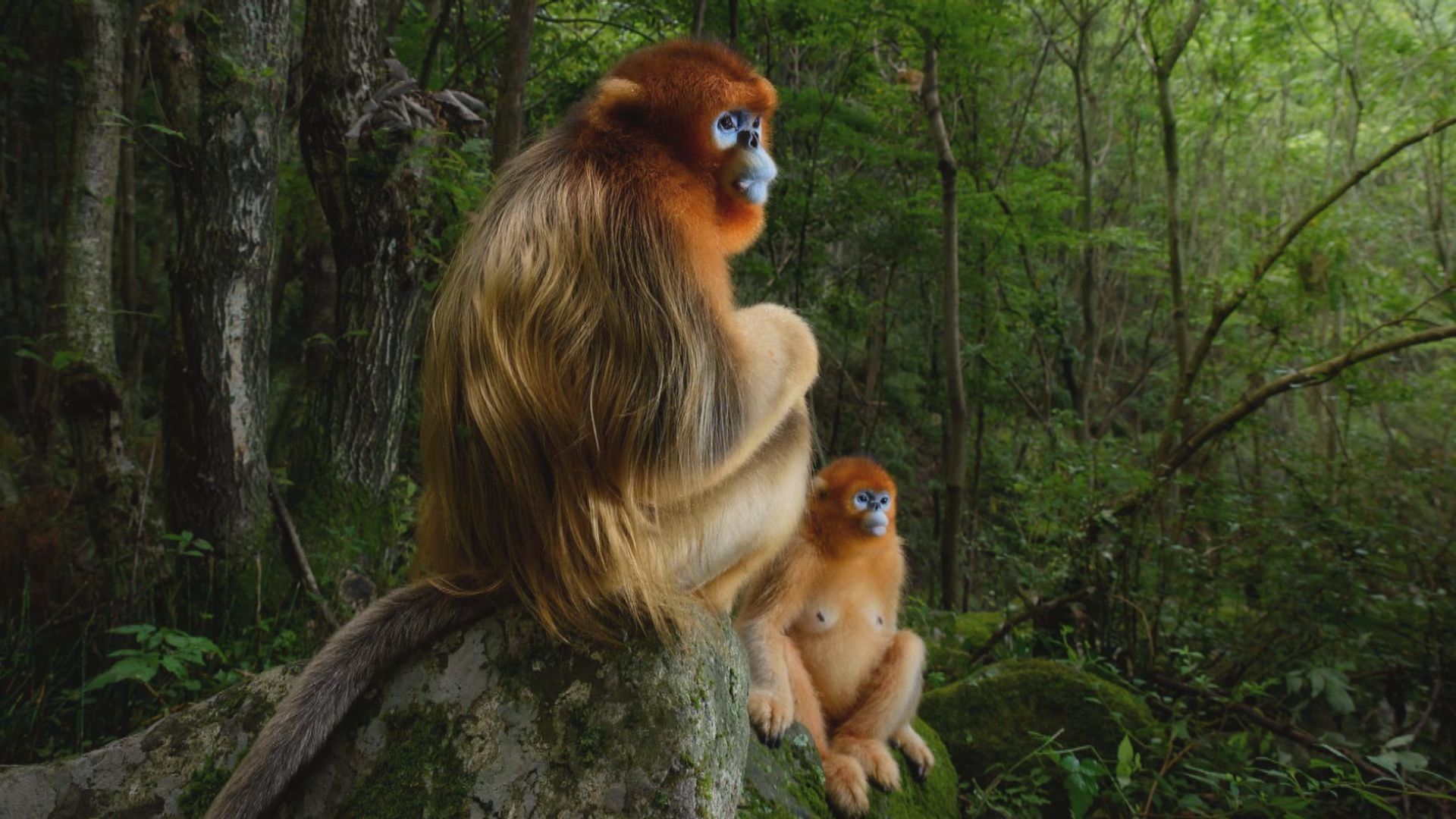 野生動物攝影師大賽得獎名單公布