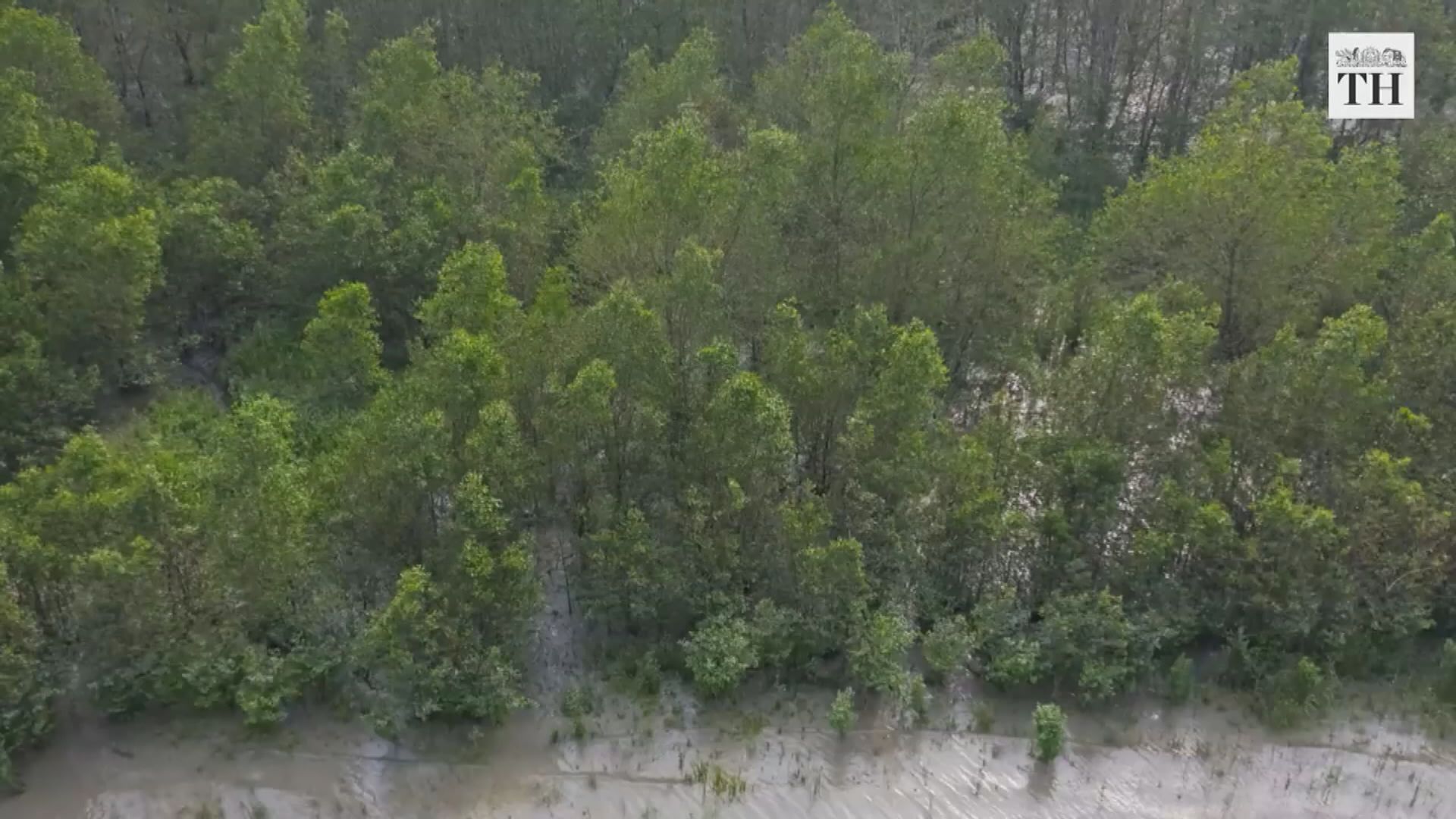孫德爾本斯婦女種植紅樹林保衛家園